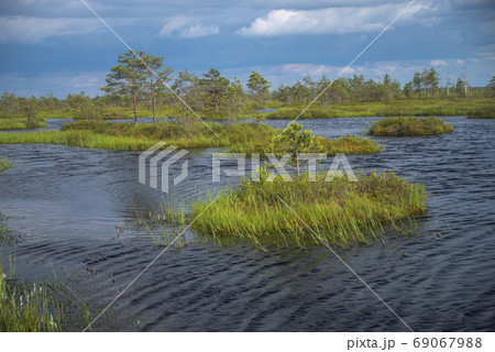wood flooring in the swamp. 69067988