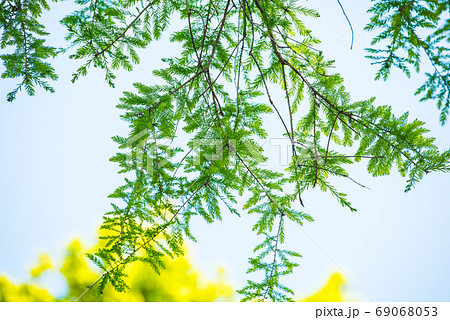 新緑 69068053