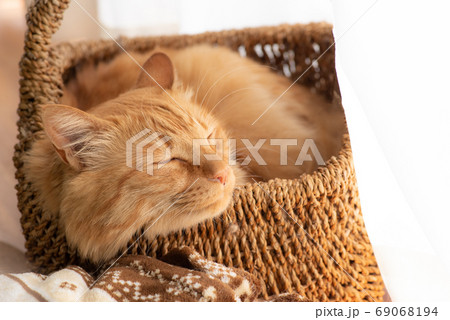 のんびり過ごす猫 茶トラ猫 のんびり過ごす猫 茶トラ猫 69068194