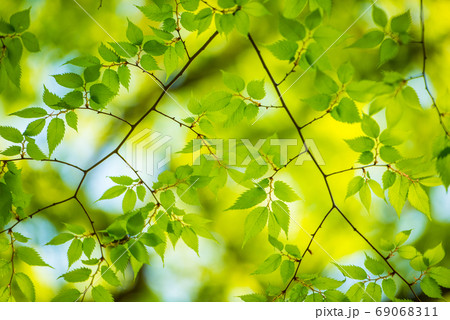 新緑の写真素材