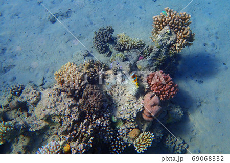 coral reef in egypt 69068332