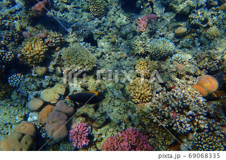 coral reef in egypt coral reef in egypt 69068335