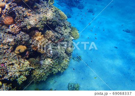 coral reef in egypt 69068337