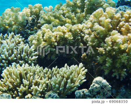 coral reef in egypt coral reef in egypt 69068350