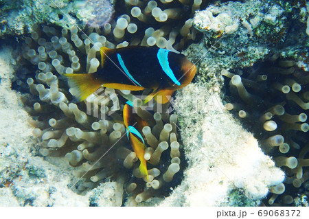 orange nemo clown fish orange nemo clown fish 69068372