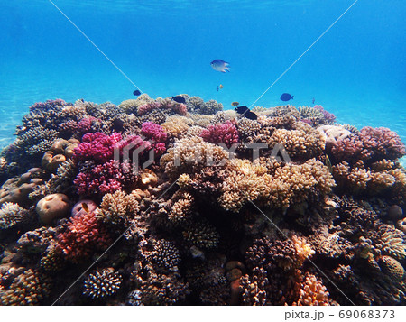 coral reef in egypt 69068373