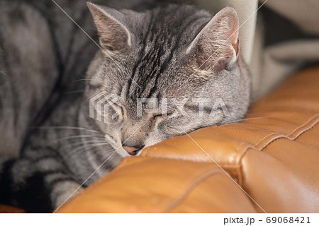 猫の寝顔 サバトラ猫 猫の寝顔 サバトラ猫 69068421