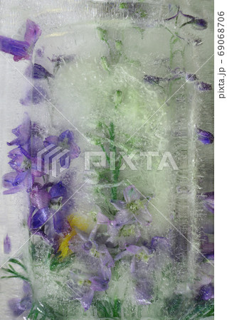 Background of delphinium flower frozen in ice Background of delphinium flower frozen in ice 69068706