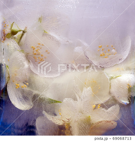 Frozen   flower of         jessamine 69068713