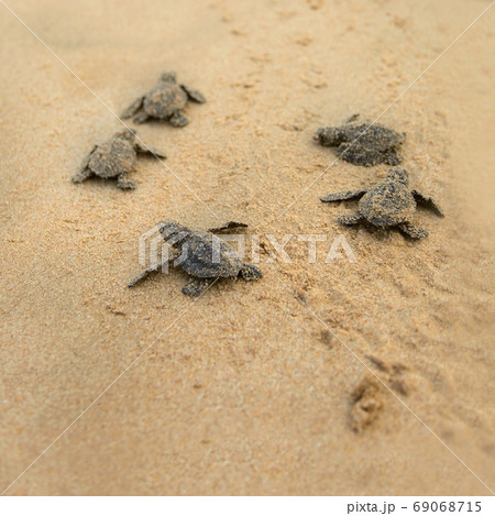 Baby turtles making it's way to the ocean Baby turtles making it's way to the ocean 69068715