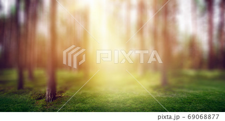 Forest nature sun light morning Forest nature sun light morning 69068877