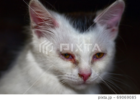 Very sad kitten, muzzle, front view, close-up Very sad kitten, muzzle, front view, close-up 69069085
