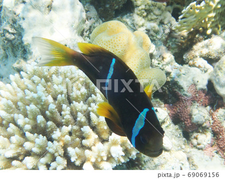 orange nemo clown fish orange nemo clown fish 69069156