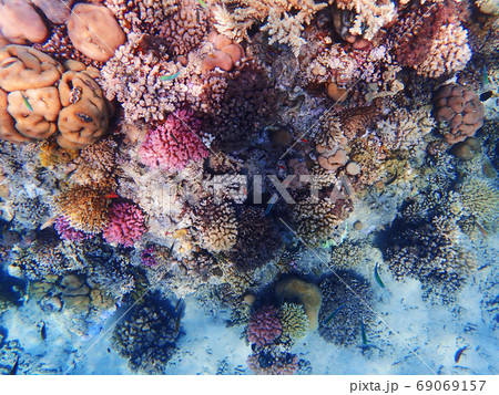 coral reef in egypt coral reef in egypt 69069157