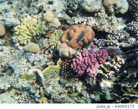 coral reef in egypt coral reef in egypt 69069175