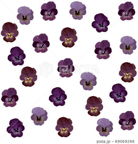 紫色のヴィオラの花模様のイラスト素材