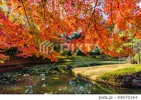 東京都 小石川後楽園 紅葉と雪吊松の写真素材