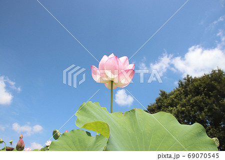 栃木県真岡市堀内 ハスの花 栃木県真岡市堀内 ハスの花 69070545