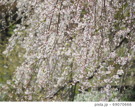 枝垂桜(引き) 枝垂桜(引き) 69070666