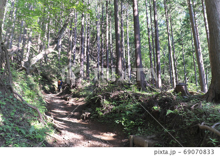 登山道 大倉尾根 登山道 大倉尾根 69070833