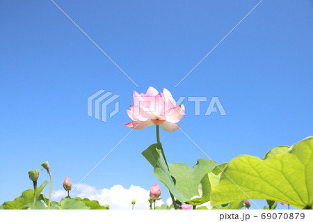 栃木県真岡市堀内　ハスの花 69070879