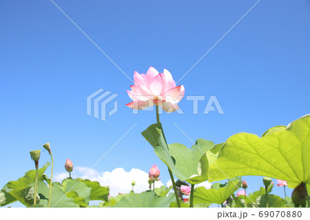 栃木県真岡市堀内　ハスの花 69070880