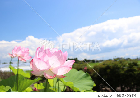 栃木県真岡市堀内 ハスの花 栃木県真岡市堀内 ハスの花 69070884