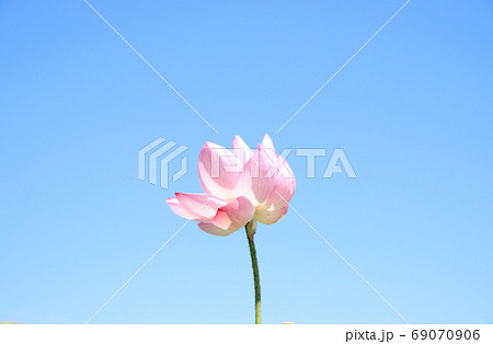 栃木県真岡市堀内　ハスの花 69070906