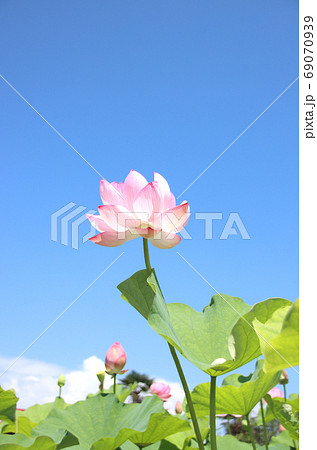栃木県真岡市堀内 ハスの花 栃木県真岡市堀内 ハスの花 69070939