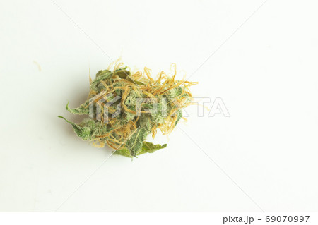 Cannabis bud isolated on white background Cannabis bud isolated on white background 69070997