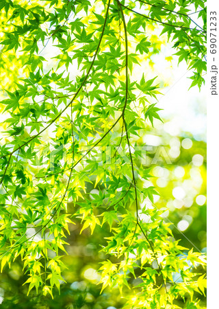 新緑 69071233