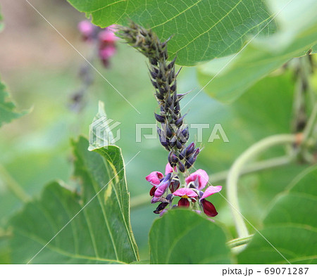 葛の花と葉 葛の花と葉 69071287
