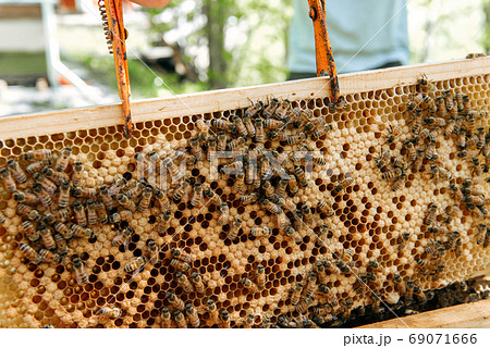Beehive open for inspection by the beekeeper Beehive open for inspection by the beekeeper 69071666