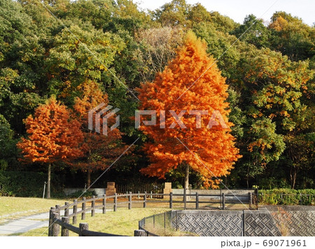 相生市横尾池公園ラクウショウの紅葉 ラクウショウ ヌマスギ 里山の紅葉 相生市横尾池公園ラクウショウの紅葉 ラクウショウ ヌマスギ 里山の紅葉 69071961