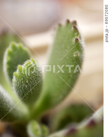 多肉植物・熊童子の葉 69072080