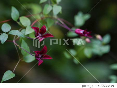 四季咲きクレマチス クラビティー・ビューティー 69072239
