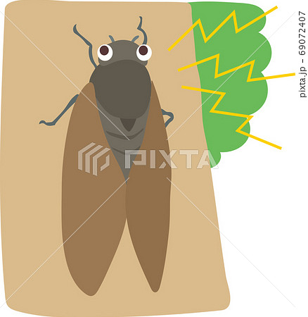 鳴いているあぶらぜみ 69072407