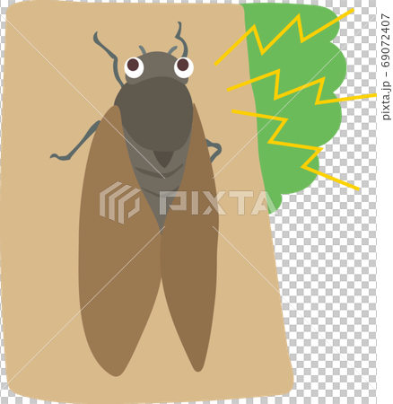 鳴いているあぶらぜみ 69072407