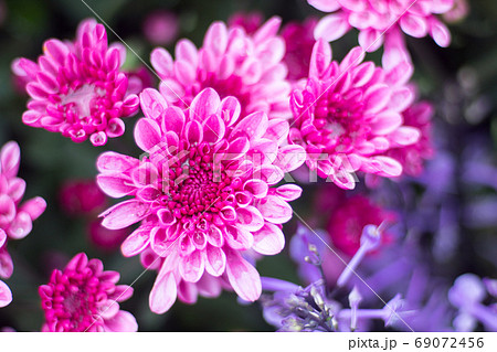 菊 キク 菊の花 69072456