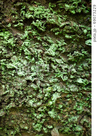 木の幹に着いた苔（縦） 69073229