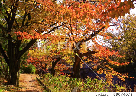 夙川公園(兵庫県　西宮市)の紅葉 69074072