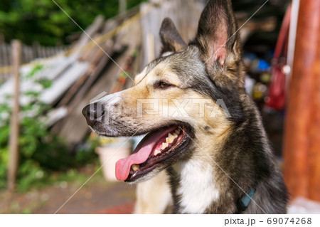 mongrel dog with mouth open showing pink tongue. summer day. Blurry background. mongrel dog with mouth open showing pink tongue. summer day. Blurry background. 69074268