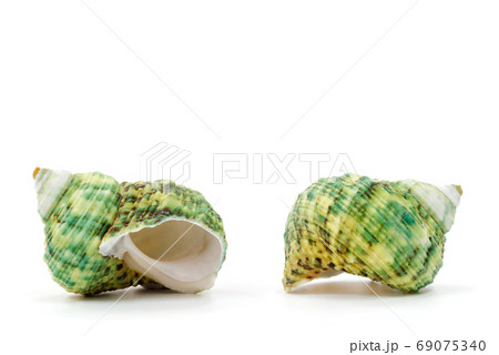 Sea shell on white background Sea shell on white background 69075340