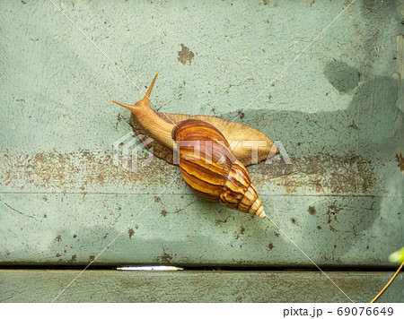 snail crawling on the wall 69076649