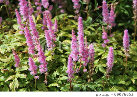 アスチルベの花 アスチルベの花 69076652