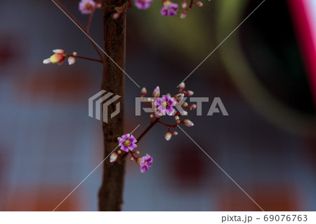 Star fruit is blooming in garden Star fruit is blooming in garden 69076763