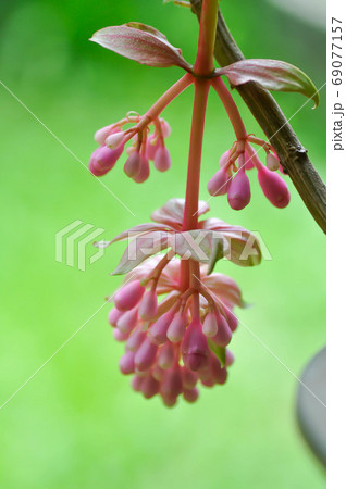 Rose Grape or Showy Medinilla, Medinilla magnifica Lindl Rose Grape or Showy Medinilla, Medinilla magnifica Lindl 69077157