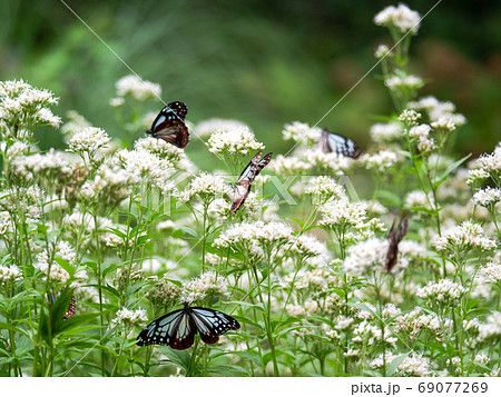 神戸布引ハーブ園のアサギマダラ 69077269