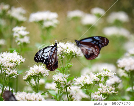 神戸布引ハーブ園のアサギマダラ 69077270