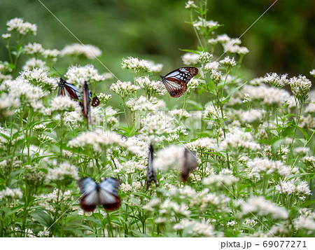 神戸布引ハーブ園のアサギマダラ 69077271